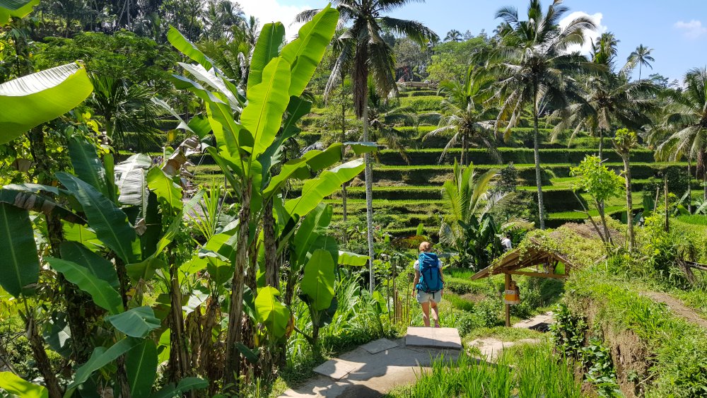 Tegalalang Reisfelder Ubud