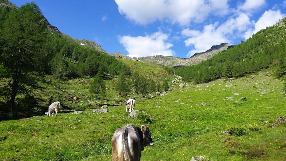 Falkomaital mit Kuh