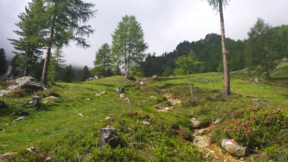 Waldweg zur Klosteralm